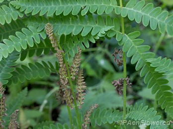 Fertile and sterile pinnae